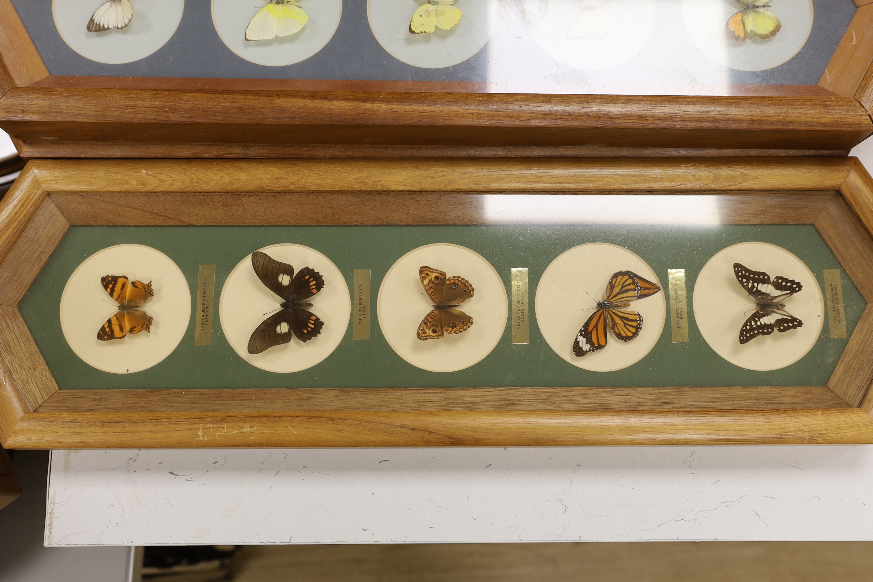 A collection of exotic butterfly and moth specimens in nine display cases and three related books